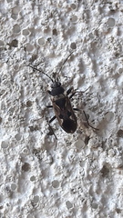 Rhyparochromus