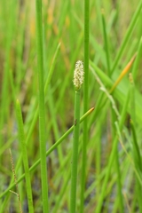 Eleocharis interstincta