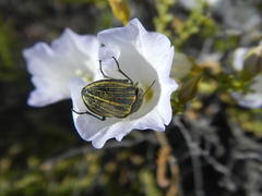 Geoborus rugipennis