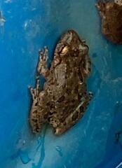 Scinax