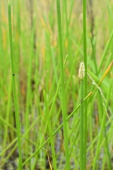 Eleocharis interstincta