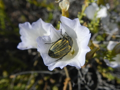 Geoborus rugipennis