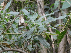 Anacardiaceae