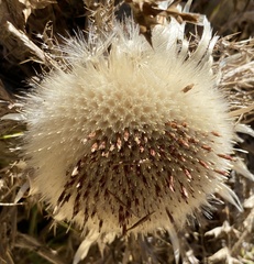 Carlina acaulis