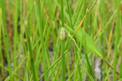 Eleocharis interstincta