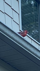 Cardinalis cardinalis