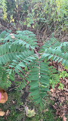 Rhus glabra