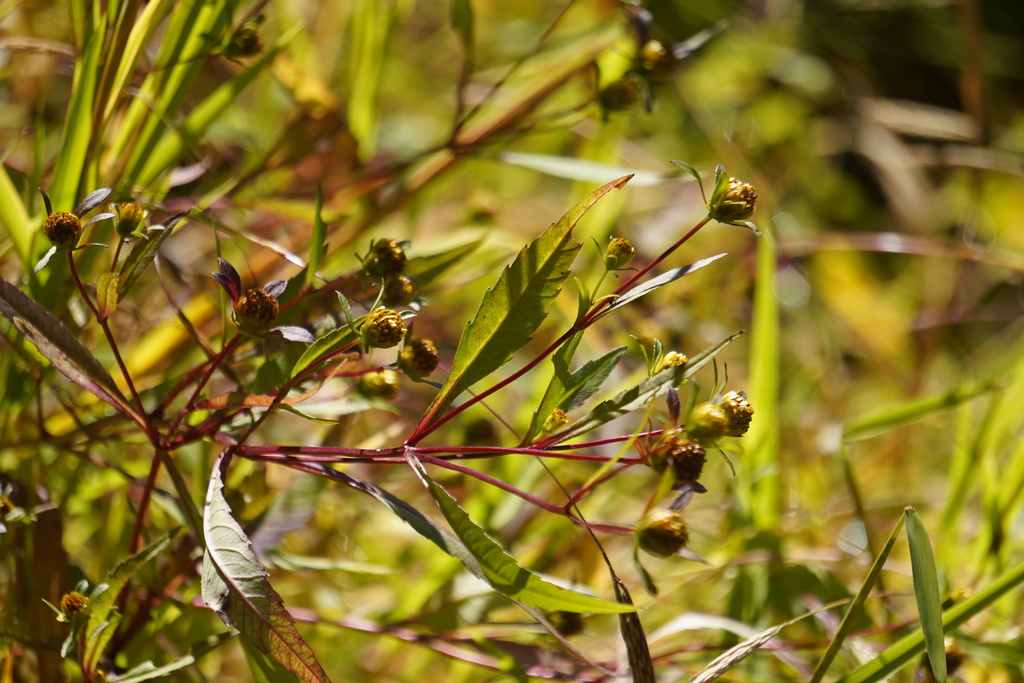 Purplestem Beggarticks from Warren, NJ 07059, USA on October 06, 2022 ...