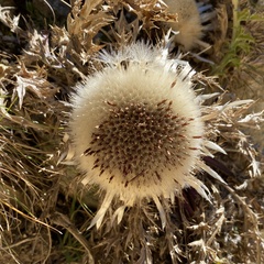 Carlina acaulis