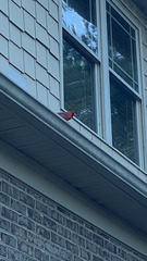 Cardinalis cardinalis
