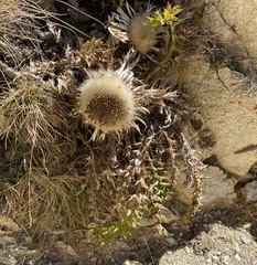 Carlina acaulis