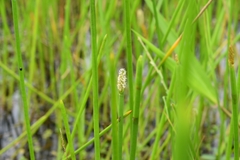 Eleocharis interstincta