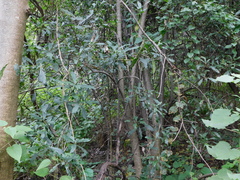 Anacardiaceae