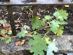 Macleaya cordata
