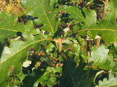 Quercus velutina