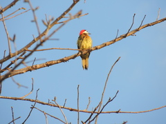 Colaptes punctigula