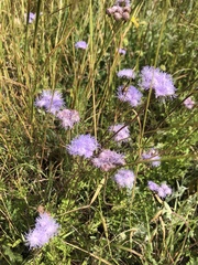 Conoclinium dissectum