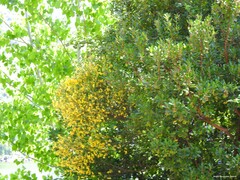 Cytisus scoparius