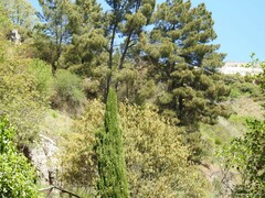 Fraxinus angustifolia