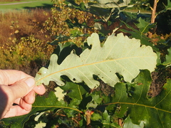 Quercus velutina