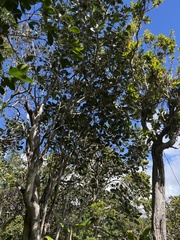Zanthoxylum dipetalum
