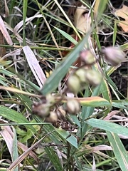 Impatiens parviflora