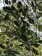 Zanthoxylum dipetalum