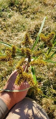 Cyperus erythrorhizos