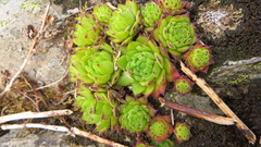 Sempervivum