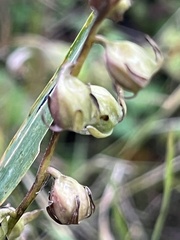 Impatiens parviflora