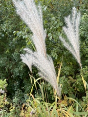 Miscanthus