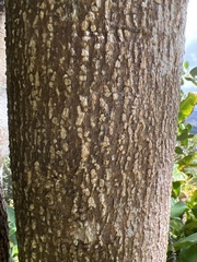 Zanthoxylum dipetalum