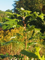 Quercus velutina
