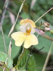 Impatiens parviflora
