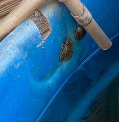 Scinax