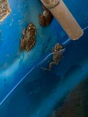 Scinax