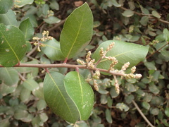 Rhus integrifolia × ovata