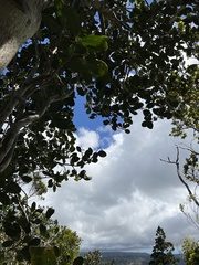 Zanthoxylum dipetalum