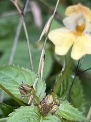 Impatiens parviflora