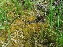 Oligosoma chloronoton