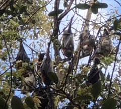 Pteropus poliocephalus