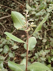 Rhus integrifolia × ovata