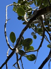 Zanthoxylum dipetalum