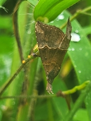 Lepidoptera