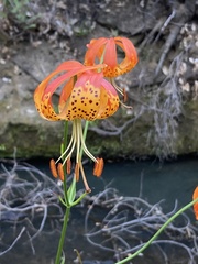 Lilium pardalinum