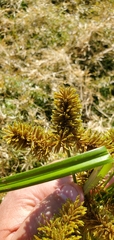 Cyperus erythrorhizos