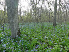Mertensia virginica