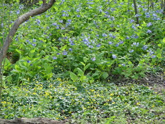 Mertensia virginica
