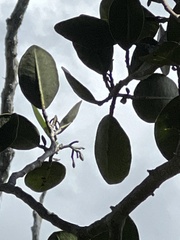 Zanthoxylum dipetalum