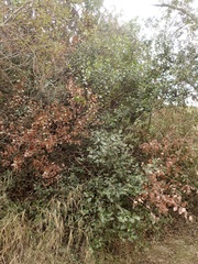 Rhus integrifolia × ovata